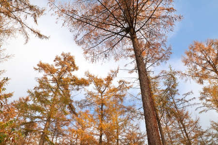 larch tree forest in autumn over blue sky