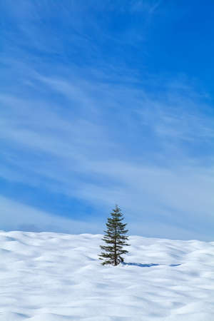 one spruce tree on snowy hill, Germanyの写真素材