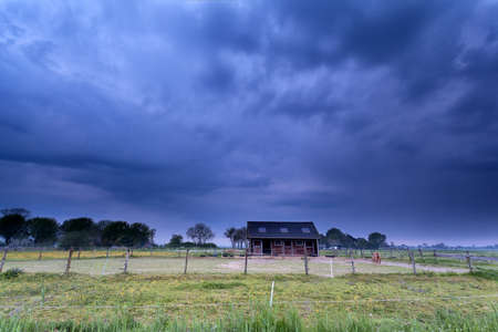 pony on farmland at stormy morning, Netherlandsの写真素材
