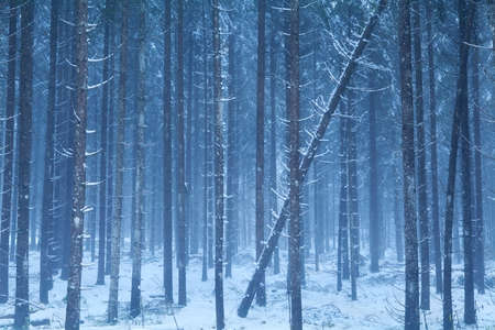 misty snowy coniferous forest in Bavaria Alpsの写真素材