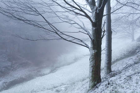 trees in snow during foggy morning, Loffenau, Germanyの写真素材