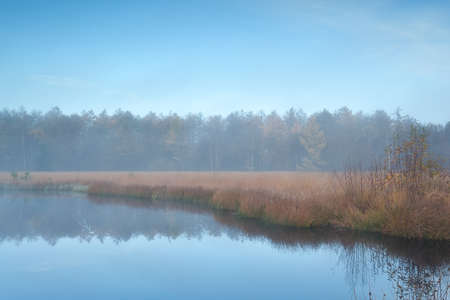 forest lake in autumn misty morning, Friesland, Netherlandsの写真素材
