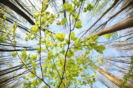 green leaf branch over blue sky in spring forestの写真素材