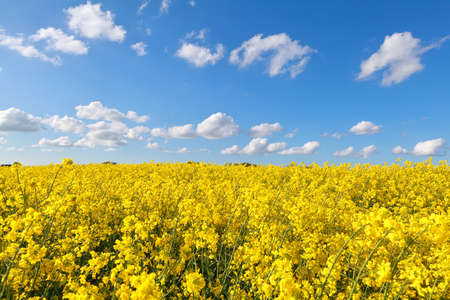 yellow rape flower field and blue sky, Groningen, Netherlands