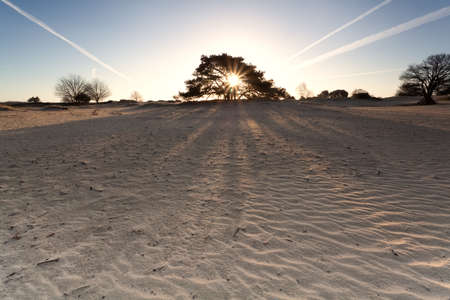 sunrise on sand dunes, Drenthe, Netherlandsの写真素材
