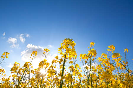 yellow rapeseed oil flowers over blue sky
