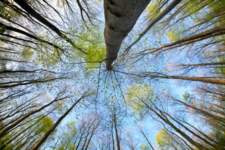 trees in forest over blue sky via wide angleの写真素材