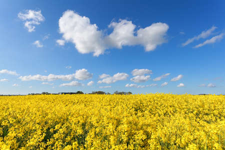 yellow oilseed flower field and blue skyの写真素材