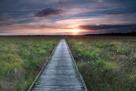 wooden path on marsh and summer sunsetの写真素材
