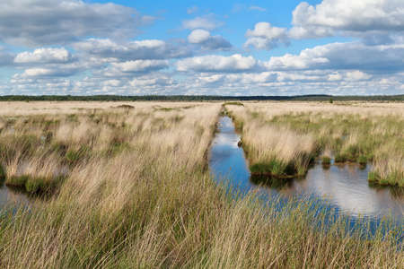 blue clouded sky over swamp in summerの写真素材
