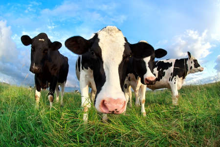 funny cow head over blue sky on pasture