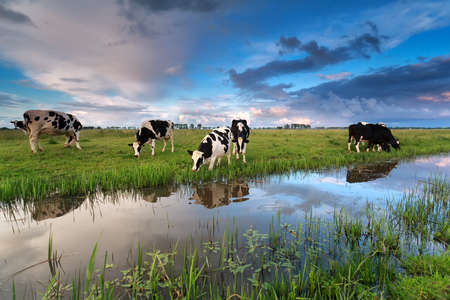 few cows grazing on pasture by river at sunsetの写真素材