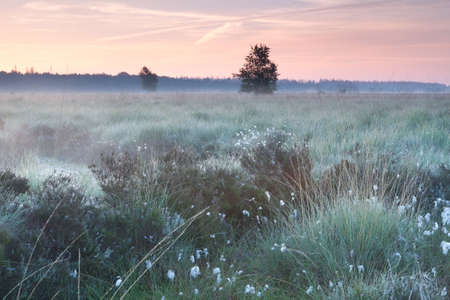 summer sunrise on swamp with cottongrassの写真素材