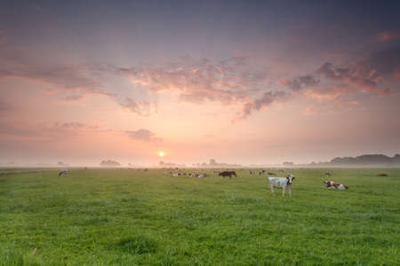 cattle herd on farm pasture at sunriseの写真素材