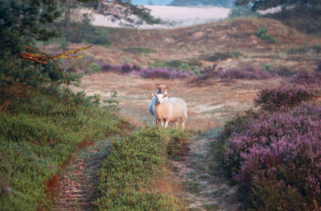 sheep in dunes with flowering heather in morning sunlightの写真素材
