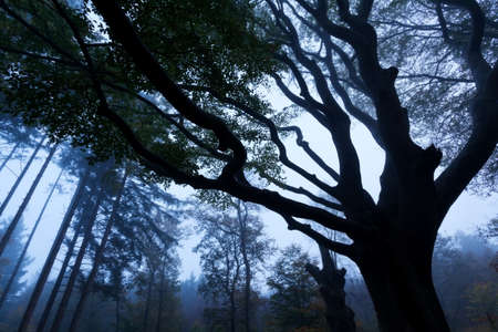 autumn foggy forest  with tree silhouettes in duskの写真素材