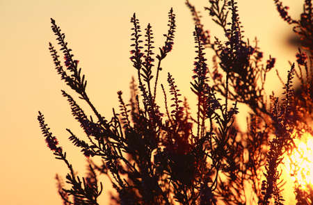 heather flower silhouette and sunset sunの写真素材