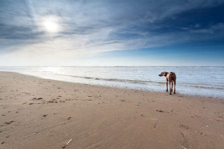 dog on sand beach in sunshine, North Holland, Netherlands