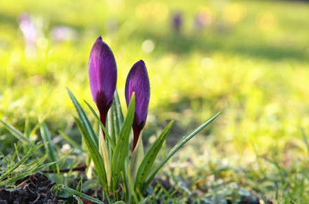 purple crocus flowers in morning spring  sunlightの写真素材