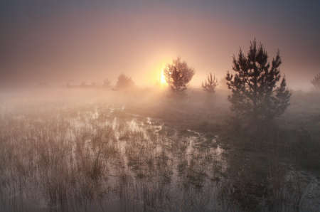 foggy sunrise on wild moor, North Brabant, Netherlandsの写真素材