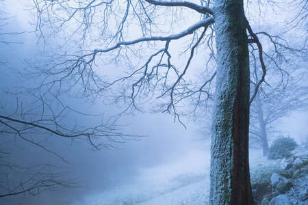 tree in deep winter fog, Baden-Wurttemberg, Germanyの写真素材