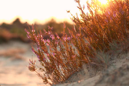 heather flowers on sand hill at gold sunsetの写真素材