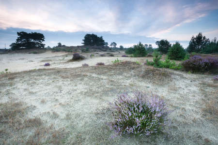 flowering heather on sand dune in summerの写真素材