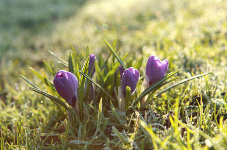 purple crocus flowers in spring sunshineの写真素材