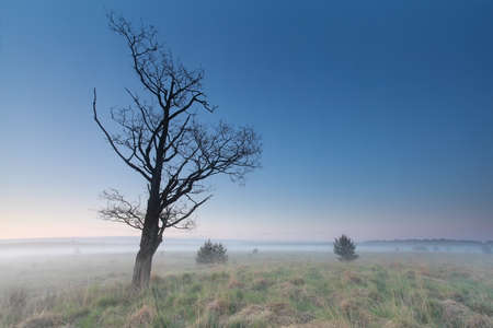 misty morning on marsh with dry tree, Netherlandsの写真素材