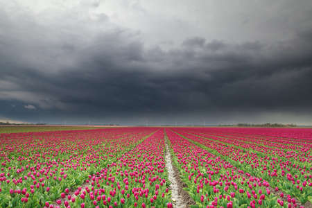 rain clouds over red tulip field, Dronten, Flevoland, Netherlands