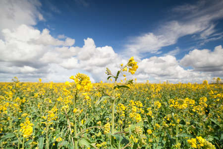 canola seed flower field and blue sky, Groningen
