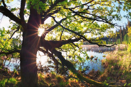 sunbeams through oak tree branches by lake in springの写真素材