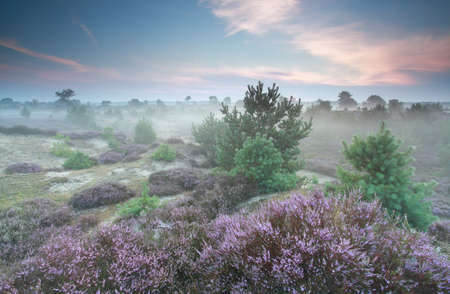misty heathland in summer, Drenthe, Netherlandsの写真素材