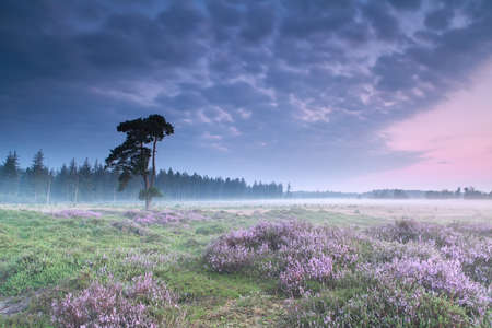 misty sunrise with flowering heather, Friesland, Netherlandsの写真素材