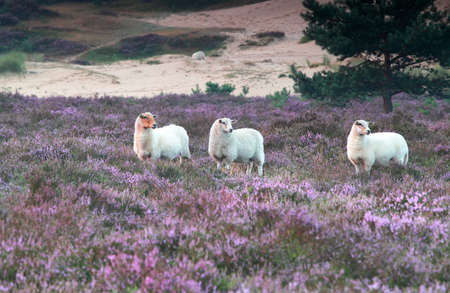 sheep in pink heather flowersの写真素材