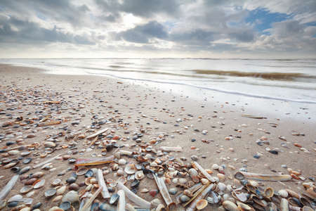 many shell on sand beath at low tide of North sea