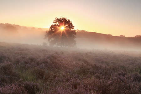 misty sunshine on heathland in summer, Gelderland, Netherlandsの写真素材