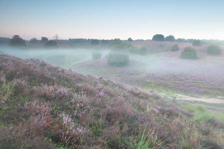 heather flowers on hills in mist, Posbank, Netherlands