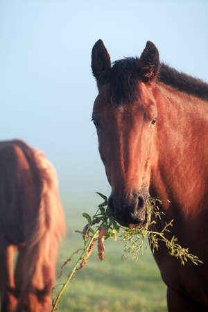 horse eating grass on pasture close upの写真素材