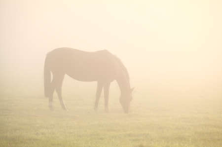 horse grazing grass in deep mist during sunriseの写真素材