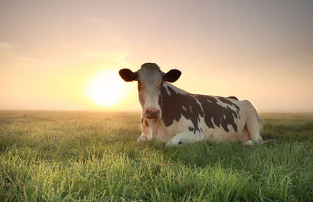 relaxed cow on pasture at misty sunriseの写真素材