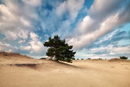 beautiful blue sky with clouds over sand dune and pine treeの写真素材