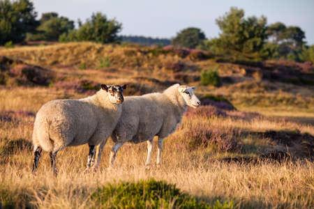 sheep on sunny hills with heatherの写真素材
