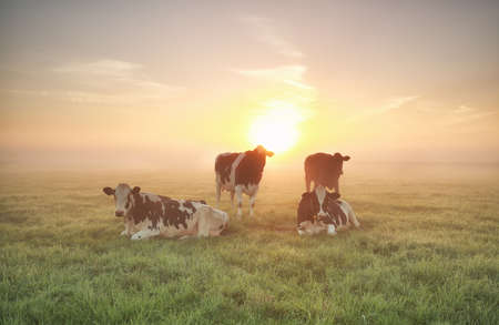 few cows relaxed on pasture at sunriseの写真素材
