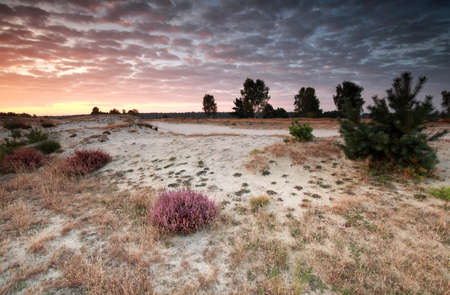 beautiful sunrise over sand dunes with flowering heatherの写真素材