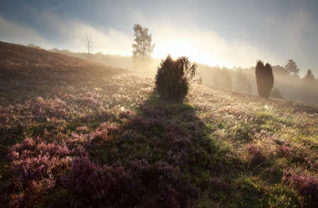 juniper tree shadow on heathland at sunrise, Totengrund, Germanyの写真素材