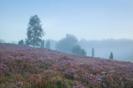 heather on hill during foggy summer morningの写真素材