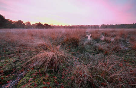 purple frosty sunrise over marsh in autmn