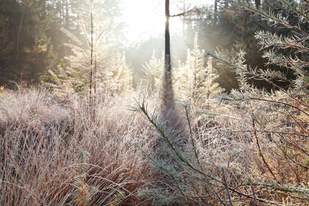 frosted trees in autumn forestの写真素材