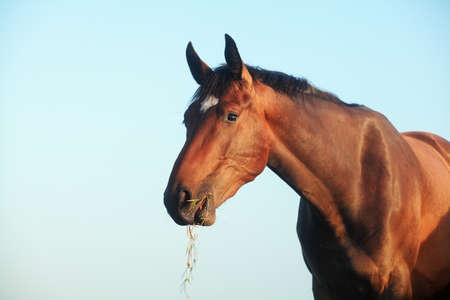 horse outdoors on pasture close upの写真素材